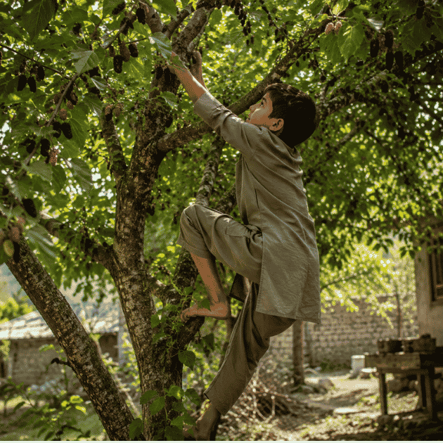 IMAGE ALT TEXT Ten-year-old boy climbing a mulberry tree in a sunlit garden during a nostalgic summer afternoon.