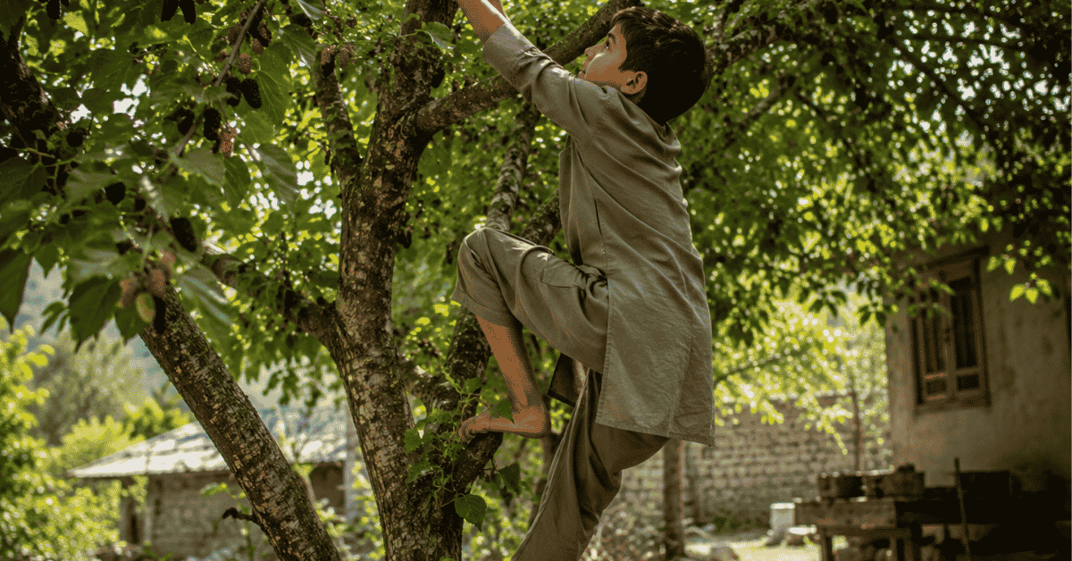 A young Kashmiri boy climbs a mulberry tree in a traditional village setting, reaching for ripe mulberries amid lush green foliage on a sunny day.